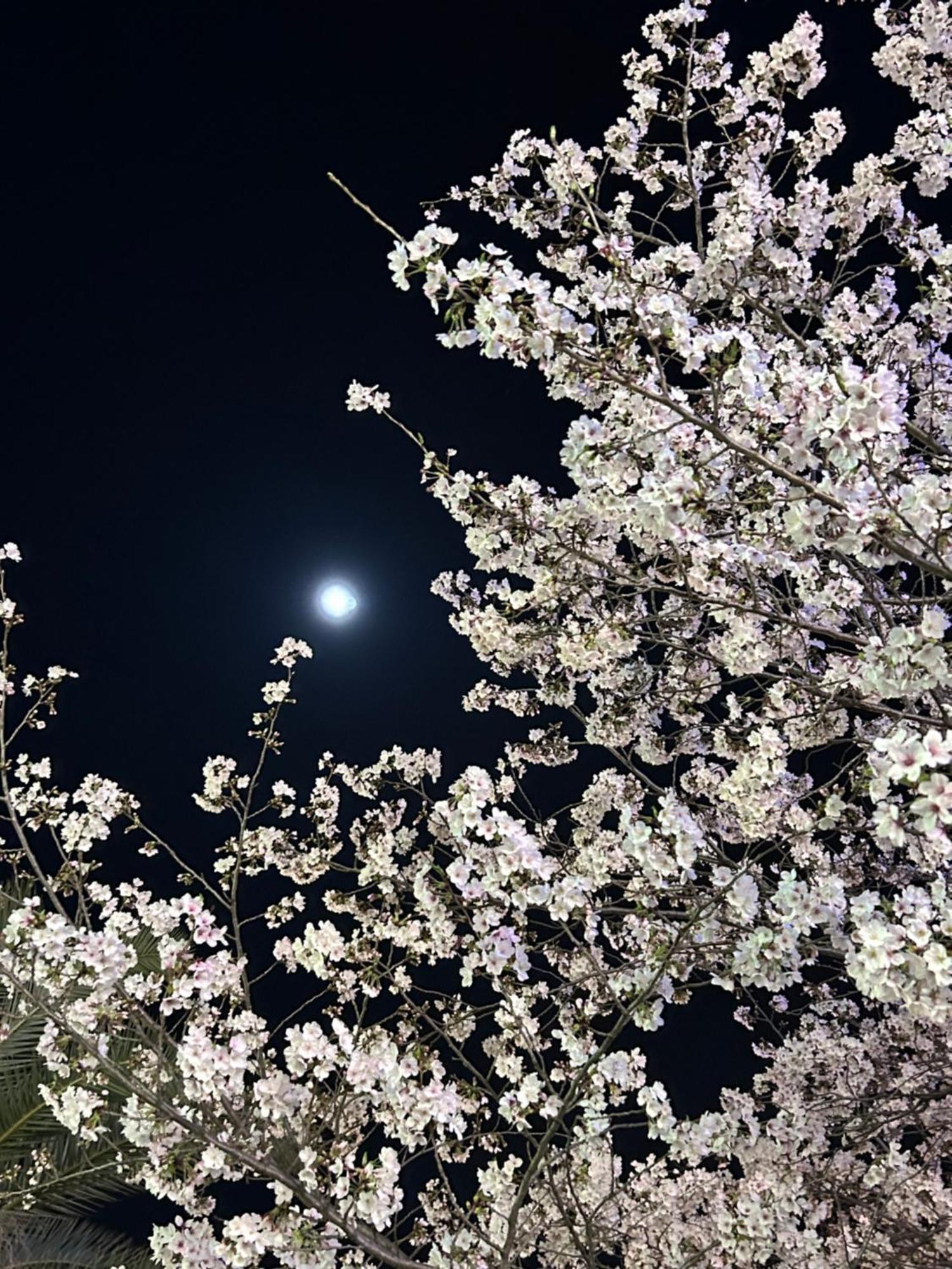 Ryoso Chatani Kyoto Luaran gambar